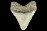 Fossil Megalodon Tooth - North Carolina #109810-2